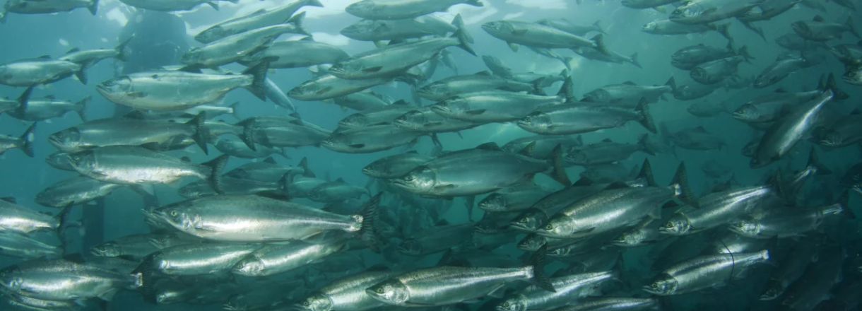 Sustainable Blue – Embracing Sustainability through Control Technology